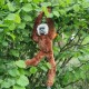Hanging Lar Gibbon